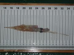 Alloteuthis subulata