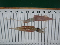 Alloteuthis subulata