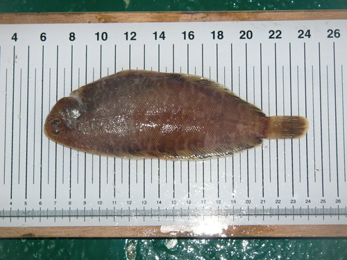 Thickback sole (Microchirus variegatus) — Soleidae — 3