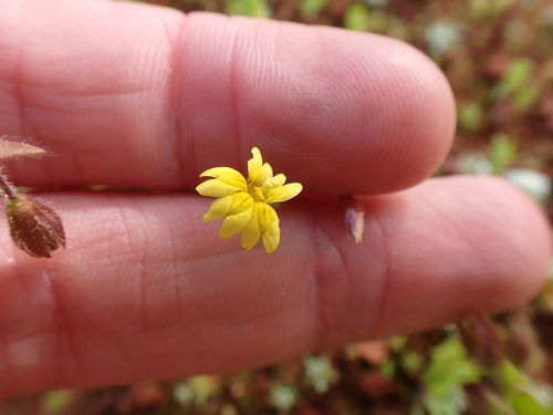 Image of Small-Flower Goodenia (Goodenia pusilliflora) by (c) Nina Kerr, some rights reserved (CC BY)