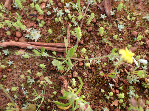 Image of Goodenia pusilliflora by (c) Nina Kerr, some rights reserved (CC BY)