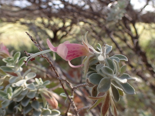 Image of Wilcox Bush (Eremophila forrestii) by (c) Nina Kerr, some rights reserved (CC BY)