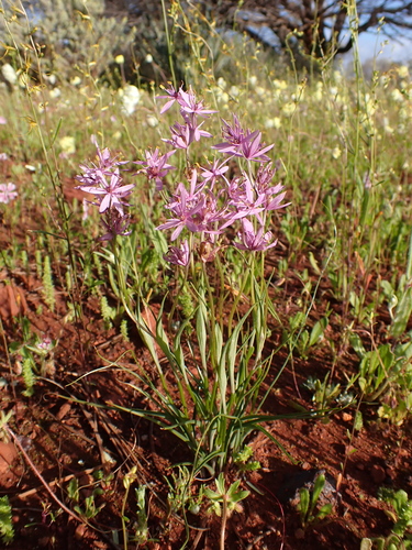 Wurmbea flavanthera (Wurmbea flavanthera)