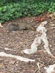 Sciurus carolinensis