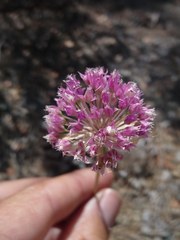 Allium sanbornii
