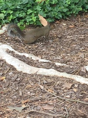 Sciurus carolinensis