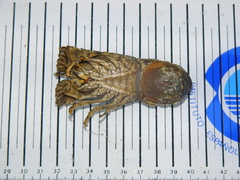 Scyllarus arctus