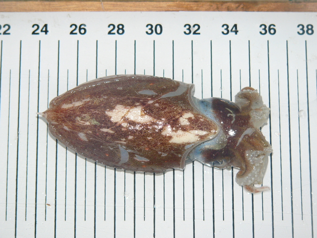 Pink Cuttlefish