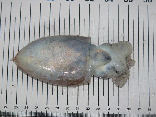 Pink Cuttlefish