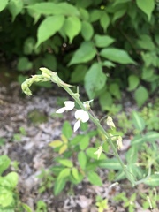 Desmodium tweedyi
