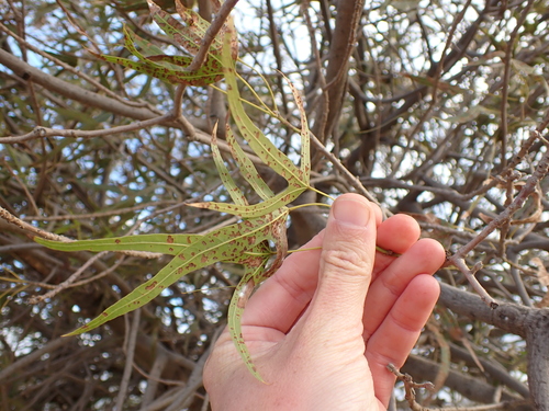 Image of Brachychiton gregorii by (c) Nina Kerr, some rights reserved (CC BY)