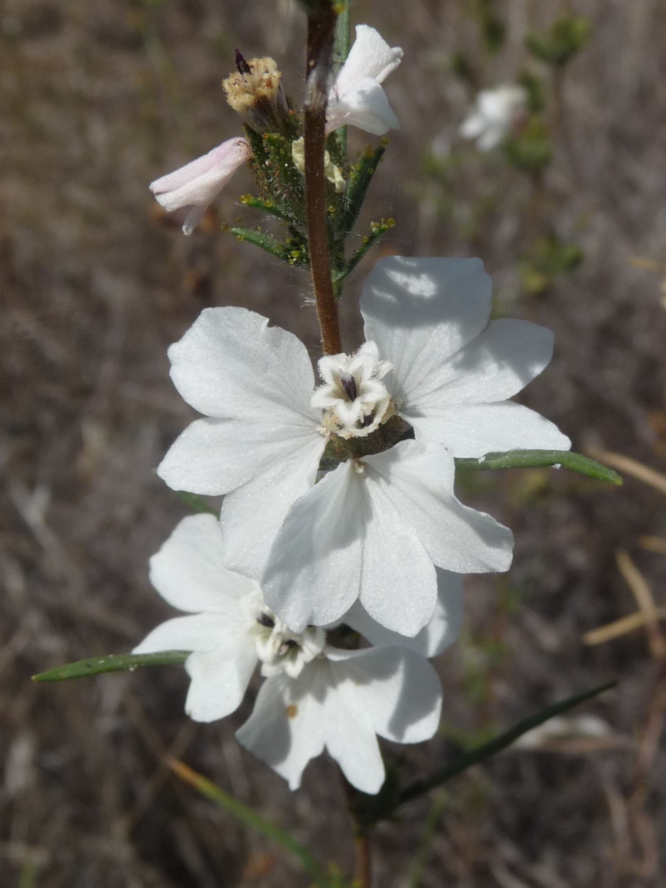 Calycadenia spicata