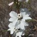 Calycadenia spicata - Photo (c) Gary Griffith，保留部份權利CC BY-NC-ND
