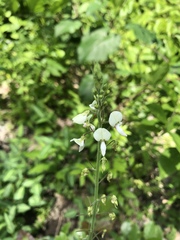 Desmodium tweedyi
