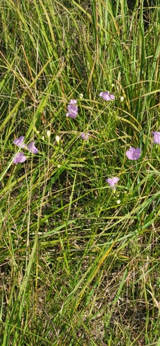 Image of Agalinis aspera by (c) Ben Meredyk, some rights reserved (CC BY)