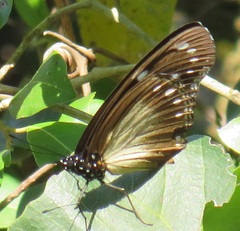 Hypolimnas anthedon wahlbergi