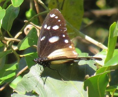 Hypolimnas anthedon wahlbergi