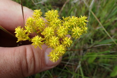Polygala ramosa