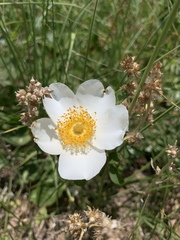 Rosa bracteata