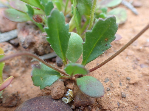 Image of Goodenia rosea by (c) Nina Kerr, some rights reserved (CC BY)