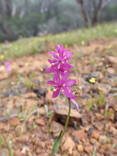 Wurmbea flavanthera (Wurmbea flavanthera)