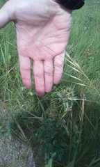 Hesperostipa spartea