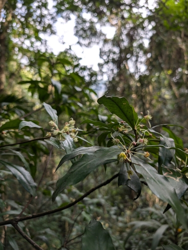 Image of Tasmannia insipida by (c) JF, some rights reserved (CC BY)