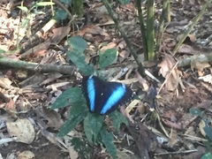 Morpho helenor theodorus