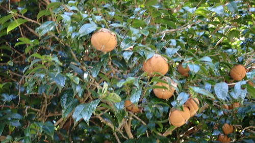 Camellia granthamiana observed 2024-08-25