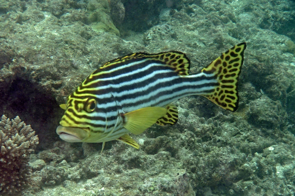 Photo of Oriental sweetlips (Plectorhinchus vittatus)