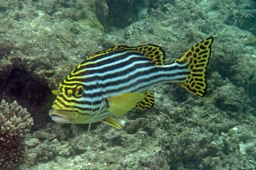Oriental Sweetlips — seen at this dive site
