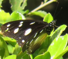 Hypolimnas anthedon wahlbergi