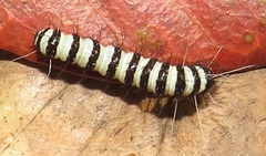 Amphicallia bellatrix