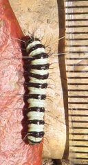 Amphicallia bellatrix