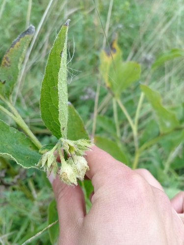 Symphytum officinale observed 2024-08-25