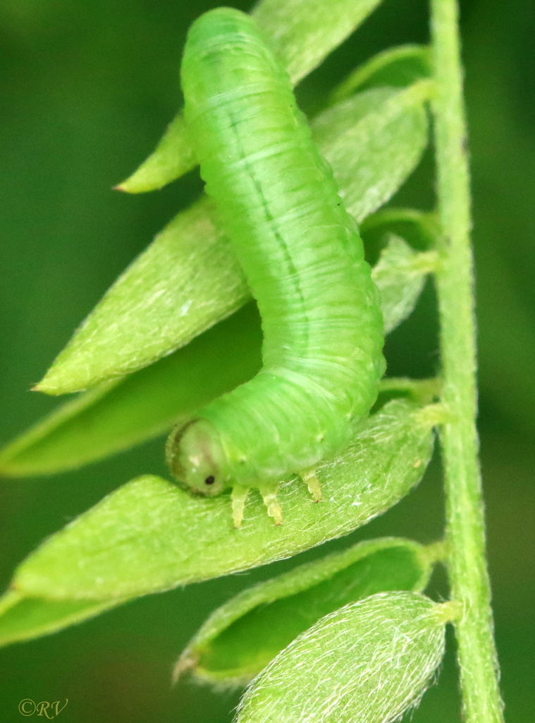 Pristiphora albitibia