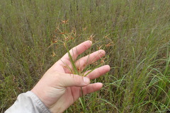 Rhynchospora corniculata