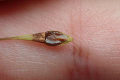 Rhynchospora corniculata