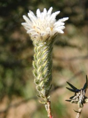 Phylica calcarata