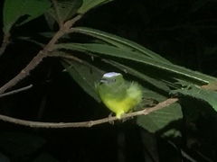 Lepidothrix nattereri