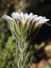 Phylica calcarata