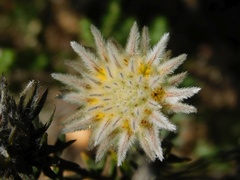 Phylica calcarata