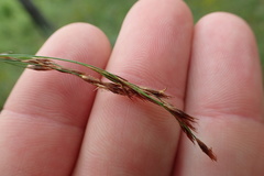 Rhynchospora inexpansa