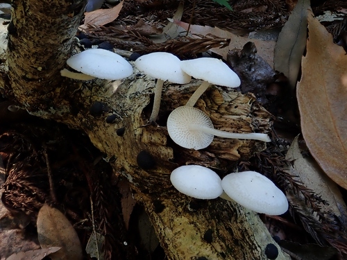 Favolaschia manipularis