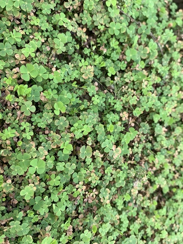 Image of Marsilea quadrifolia by (c) Gabriel Jovêncio Ribeiro, some rights reserved (CC BY)