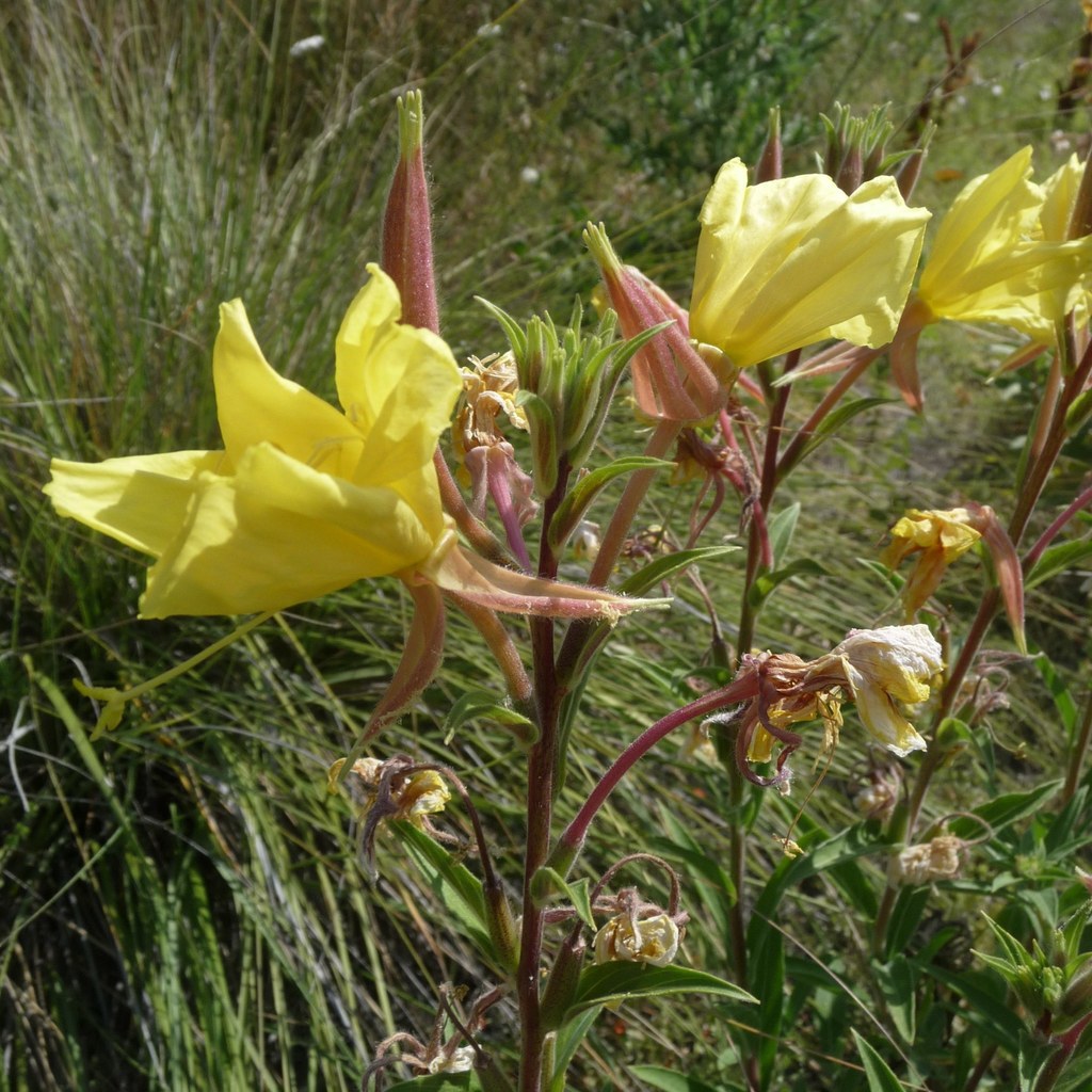 Hooker s Evening Primrose Bear River Watershed Field Guide INaturalist