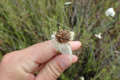 Rhynchospora latifolia