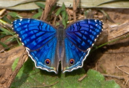 Royal Blue Pansy photo 3