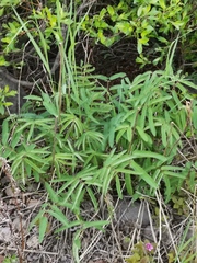 Sanguisorba tenuifolia