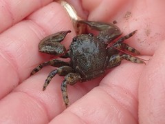 Petrolisthes cinctipes